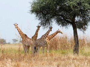 GIRAFES WAZA